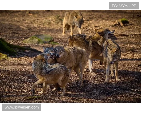 群狼逆袭多伦多:VCT CN 赛区的崛起之路(1) 群狼逆袭多伦多:VCT CN 赛区的崛起之路(1)